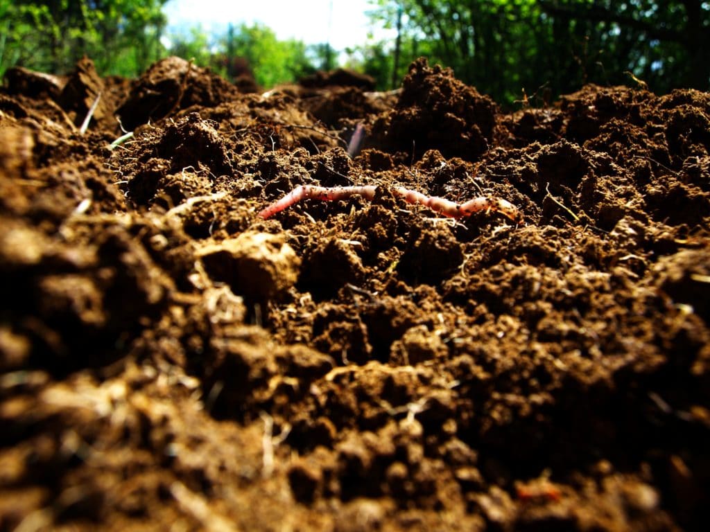 Earthworms in revitalized soil