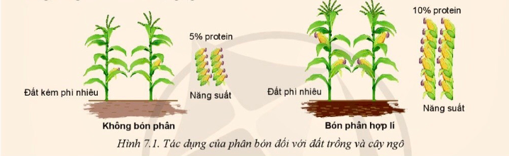 BÀI 7: MỘT SỐ LOẠI PHÂN BÓN THƯỜNG DÙNG TRONGTRỒNG TRỌT