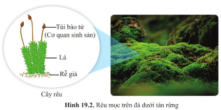 BÀI 19 : ĐA DẠNG THỰC VẬT