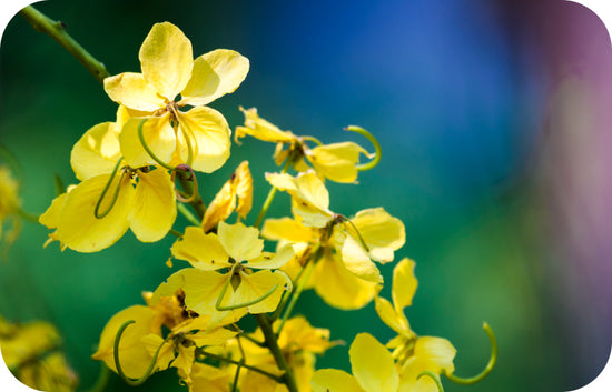 several small yellow flower