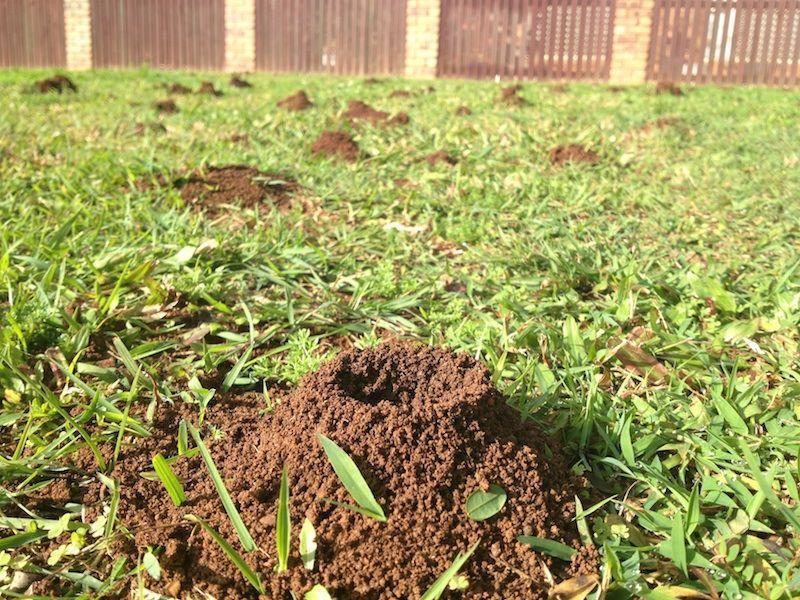 Signs of Ants in Grass