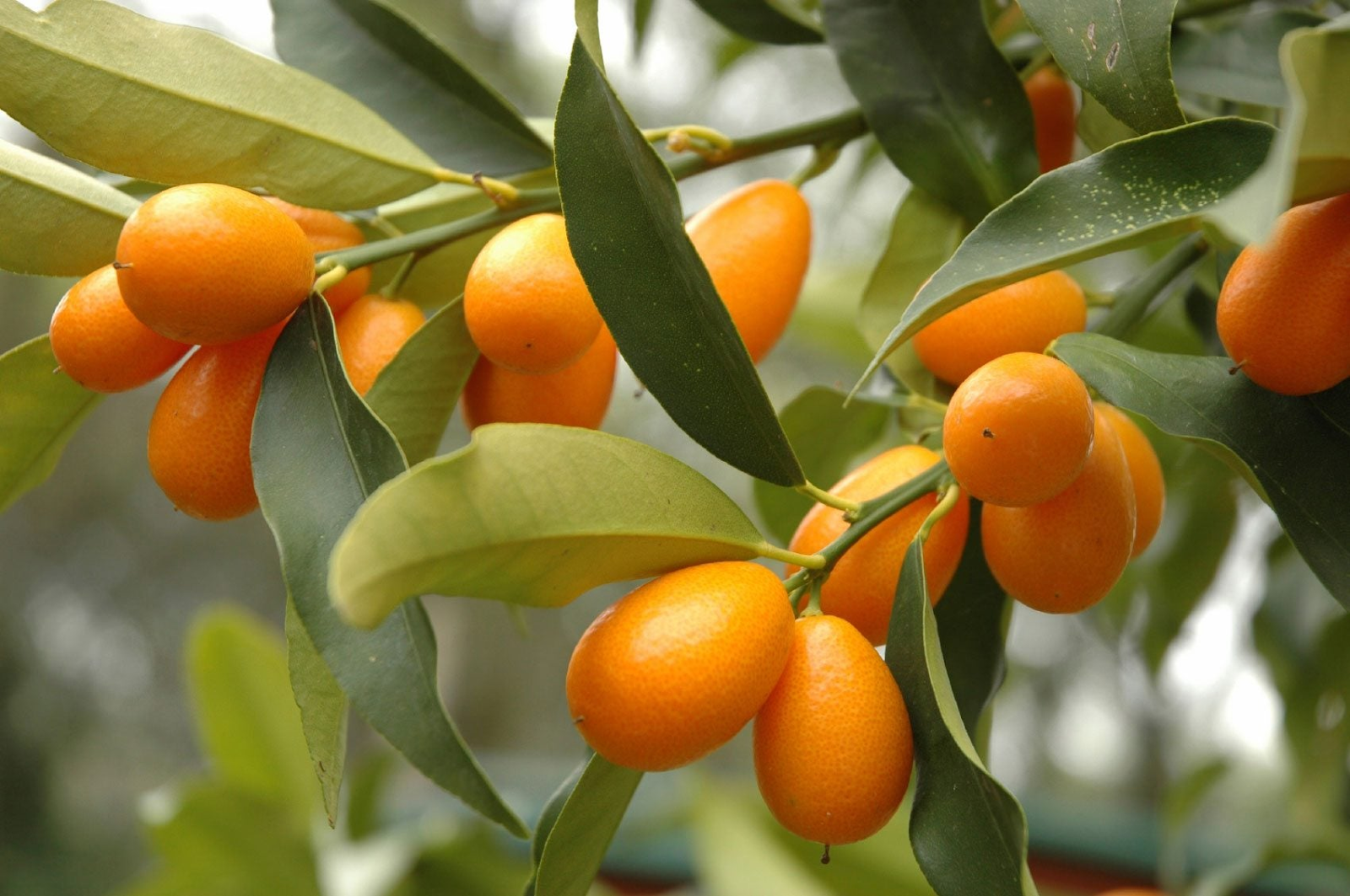 Kumquat Tree