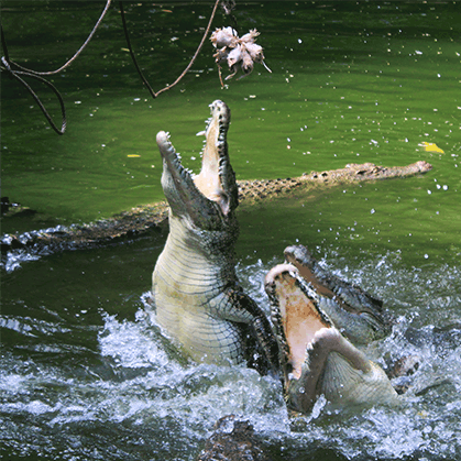 Crocodile Adventureland