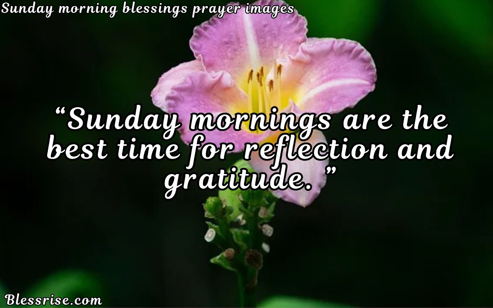 Gratitude for Sunday