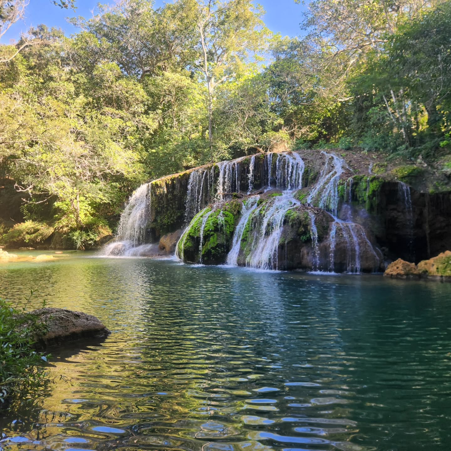 Bonito
