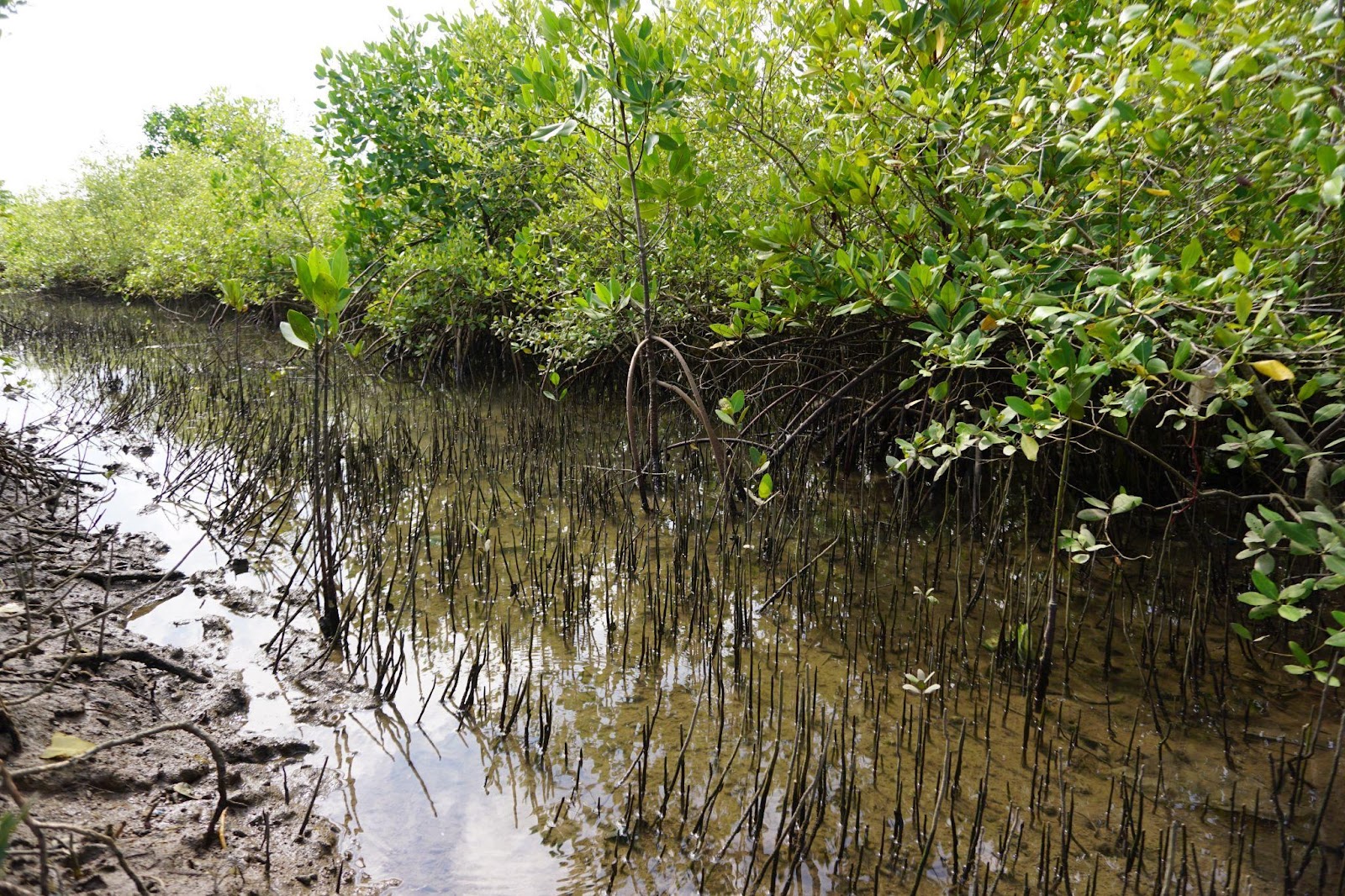 Protecting mangrove ecosystems for coastal communities:Conservation International Venture with financial support from The Cocal-Cocal Foundation to launch innovative new climate resilience project