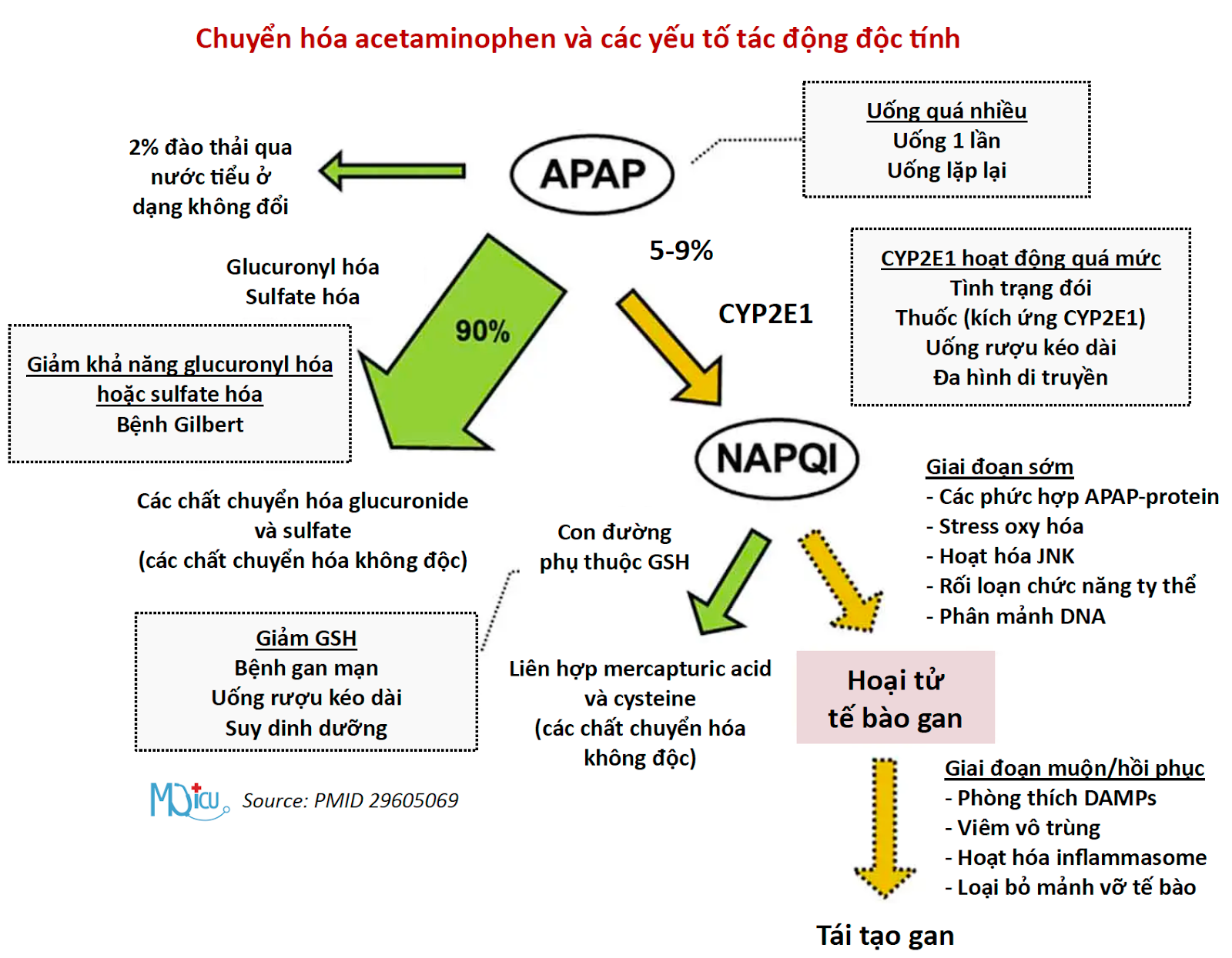 APAP: acetaminophen, GSH: Glutathion