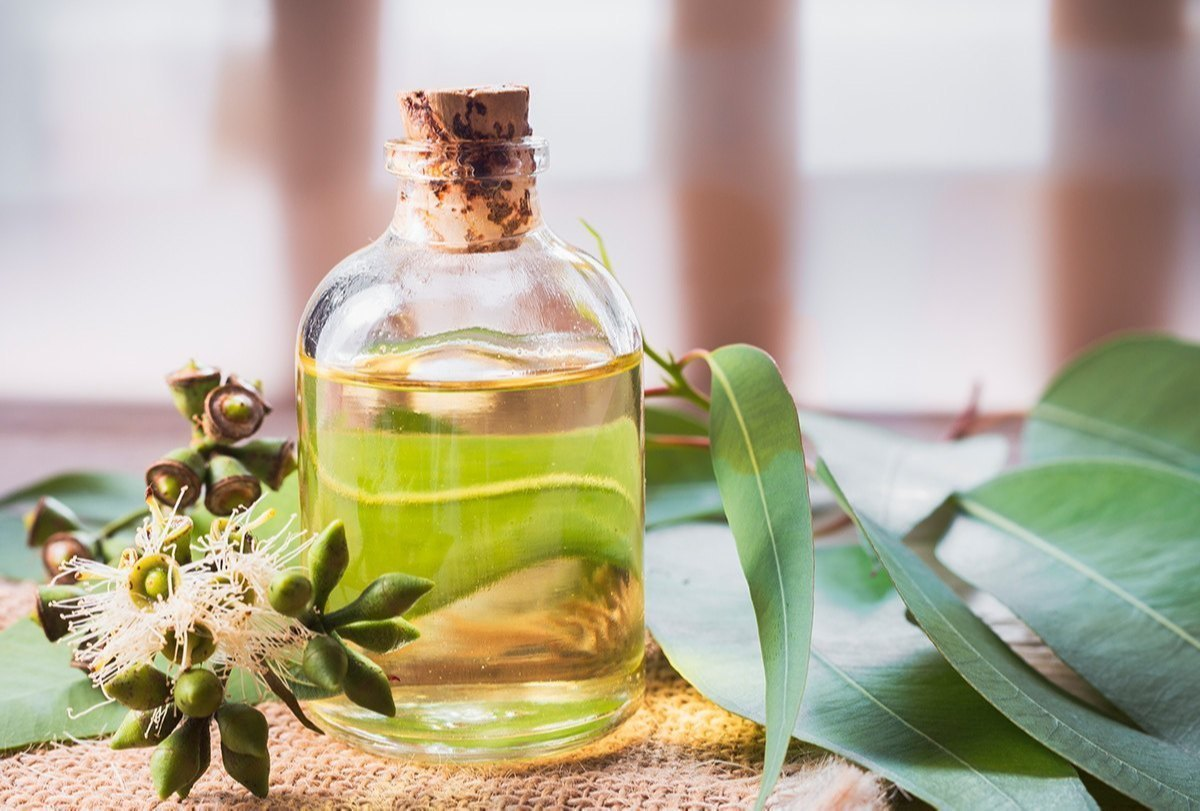  use eucalyptus essential oil for congestion