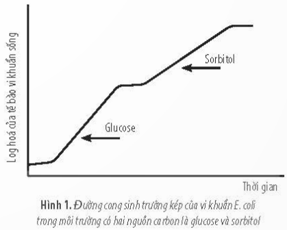 ÔN TẬP CHƯƠNG 5Câu 1: Hình thức dinh dưỡng của vi sinh vật rất đa dạng, điều này có ý nghĩa gì đối với tự nhiên? Đáp án chuẩn:Vi sinh vật có hình thức dinh dưỡng đa dạng giúp chúng thích nghi, sinh trưởng và phát triển ở nhiều môi trường khác nhau, vì vậy chúng có thể có mặt ở khắp mọi nơi trên Trái Đất.Câu 2: Hãy giải thích vì sao khi làm sữa chua, chúng ta cần sát trùng tất cả các dụng cụ bằng nước sôi? Đáp án chuẩn:Sữa là môi trường lý tưởng cho sự phát triển của vi sinh vật. Nếu không tiệt trùng các dụng cụ, vi khuẩn và các mầm bệnh khác sẽ nhanh chóng sinh sôi.Câu 3: Quan sát đồ thị ở Hình 1, hãy giải thích sự sinh trưởng của quần thể vi khuẩn E. coli trong môi trường có hai nguồn carbon là glucose và sorbitol. Đáp án chuẩn:  - Đường cong trên thể hiện hiện tượng sinh trưởng kép khi môi trường nuôi cấy có 2 loại chất carbon.- Khi nguồn carbon thứ nhất cạn, vi khuẩn chuyển sang sử dụng nguồn carbon thứ hai và tổng hợp enzyme cần thiết cho quá trình chuyển hóa.- Ban đầu, vi khuẩn tổng hợp enzyme để phân giải một loại hợp chất dễ hơn là glucose.- Khi glucose cạn, vi khuẩn chuyển sang sử dụng arabinoz và tổng hợp enzyme phân giải.- Đồ thị có 2 pha tiềm phát, 2 pha cấp số và 2 pha cân bằng.Câu 4: Người dân đã dựa vào cơ sở khoa học nào để làm nước mắm từ cá? Độ đạm của nước mắm là gì? Đáp án chuẩn:- Nước mắm là hỗn hợp muối và axit amin, được tạo ra từ chất đạm trong thịt động vật như tôm và cá khi chúng bị phân hủy bởi enzyme trong ruột động vật và các vi khuẩn kỵ khí có khả năng chịu mặn.- Độ đạm của nước mắm là tổng lượng nitơ trong một lít nước mắm. Ví dụ, nếu nước mắm có 20 độ đạm, tức là trong mỗi lít nước mắm có chứa khoảng 20 gram chất nitơ.Câu 5: Hãy hoàn thành nội dung của bảng sau: Các yếu tố ảnh hưởng đến sinh trưởng của vi sinh vậtCơ chế tác độngỨng dụng vào đời sốngpH??Độ ẩm??Nhiệt độ??Ánh sáng??Áp suất thẩm thấu??Các chất dinh dưỡng??Chất sát khuẩn??Chất kháng sinh??Đáp án chuẩn:Các yếu tố ảnh hưởng đến sinh trưởng của sinh vậtCơ chế tác độngỨng dụng vào đời sốngpHẢnh hưởng đến tính thấm qua màng, hoạt động chuyển hóa vật chất , hoạt tính ennzyme.Chế biến và bảo quản thực phẩmNhiệt độẢnh hưởng đến phản ứng hóa sinh trong tế bàoĐun sôi nước, thực phẩm tiêu diệt vsv gây hại cho con ngườiĐộ ẩmNước là dung môi hòa tan các chất dinh dưỡng, enzzyme, thủy phân các cơ chất. Vi sinh vật không thể thiếu nước.Phơi khô các loại quả, hạt để bảo quảnÁnh sáng