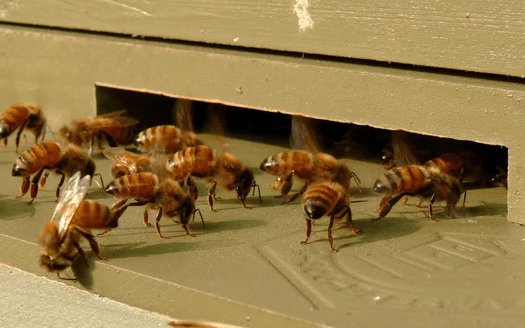 Isolation, condensation et ventilation dans les ruches : comment protéger nos abeilles - APICULTEUR DÉBUTANT