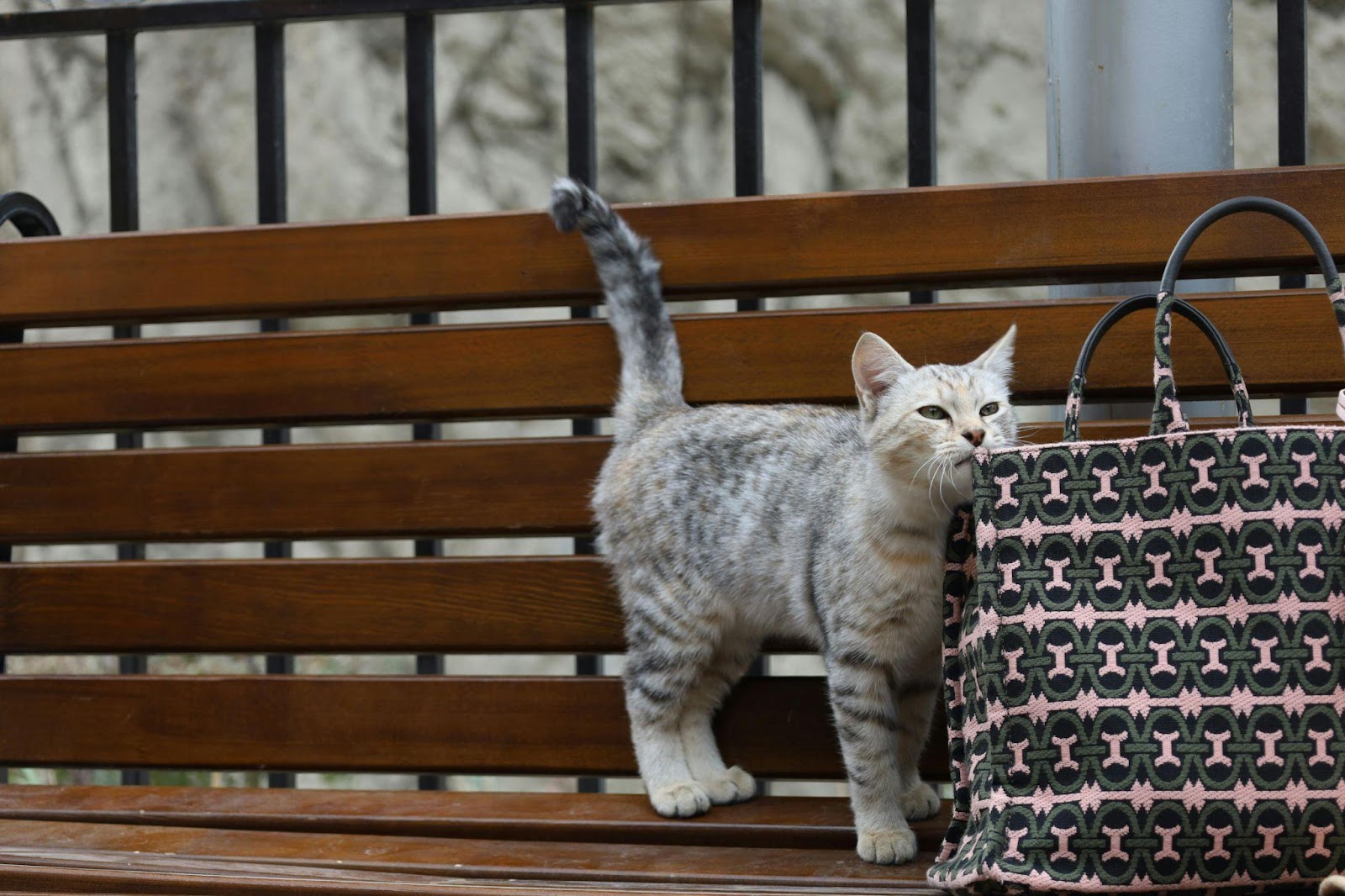 Cat Body Language Signals You're Misreading Completely