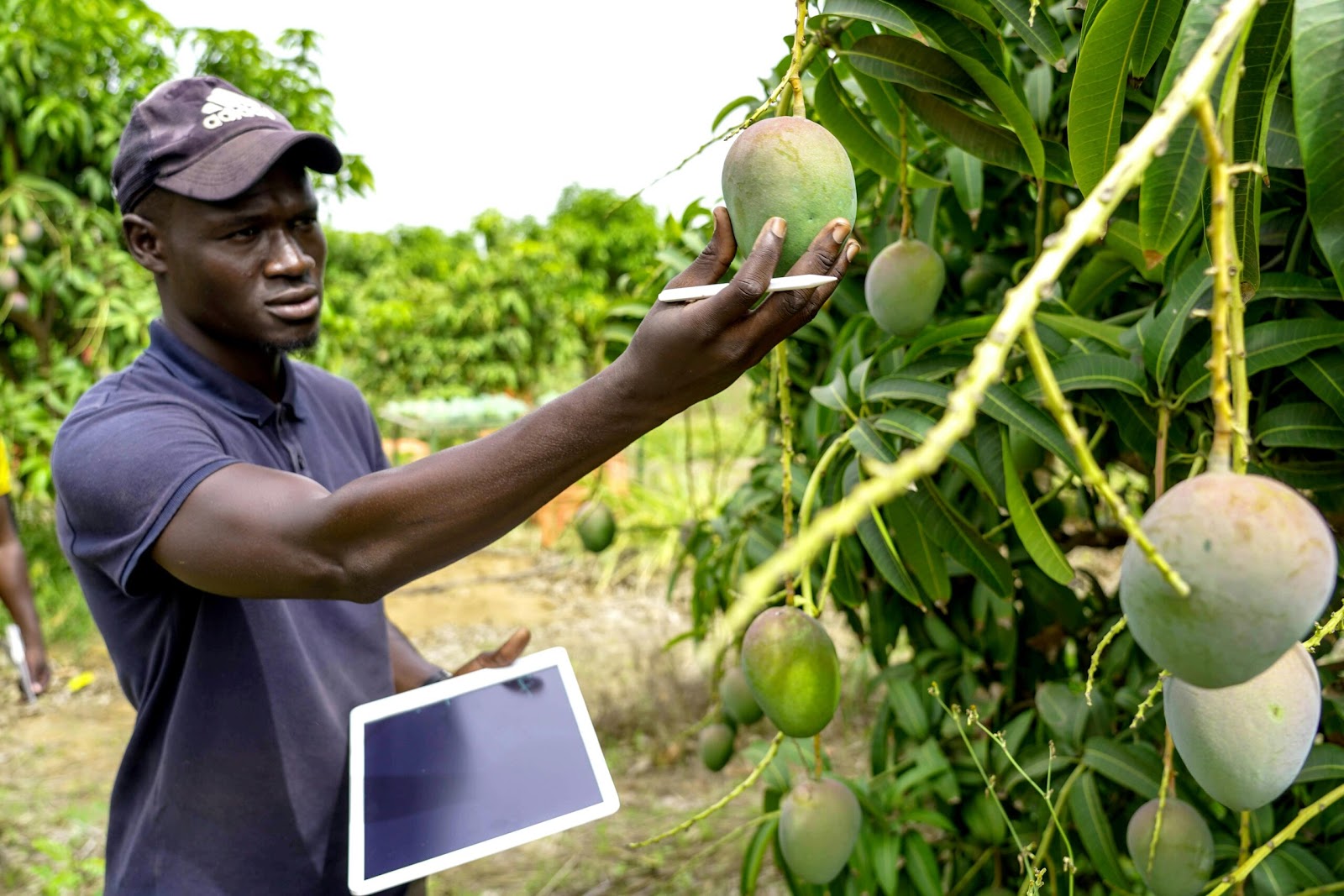 Food production - climate change 