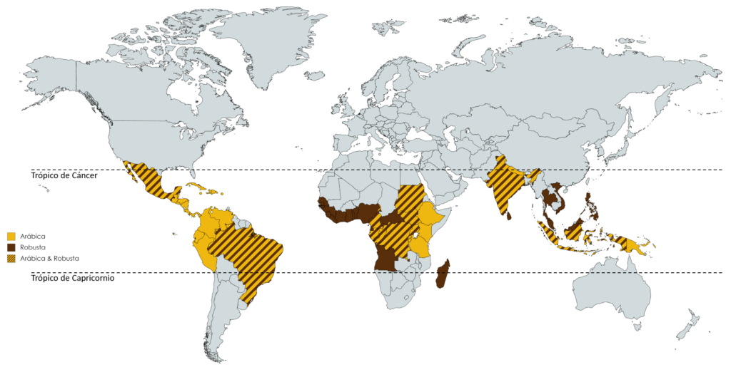 Where Is Robusta Coffee Grown?