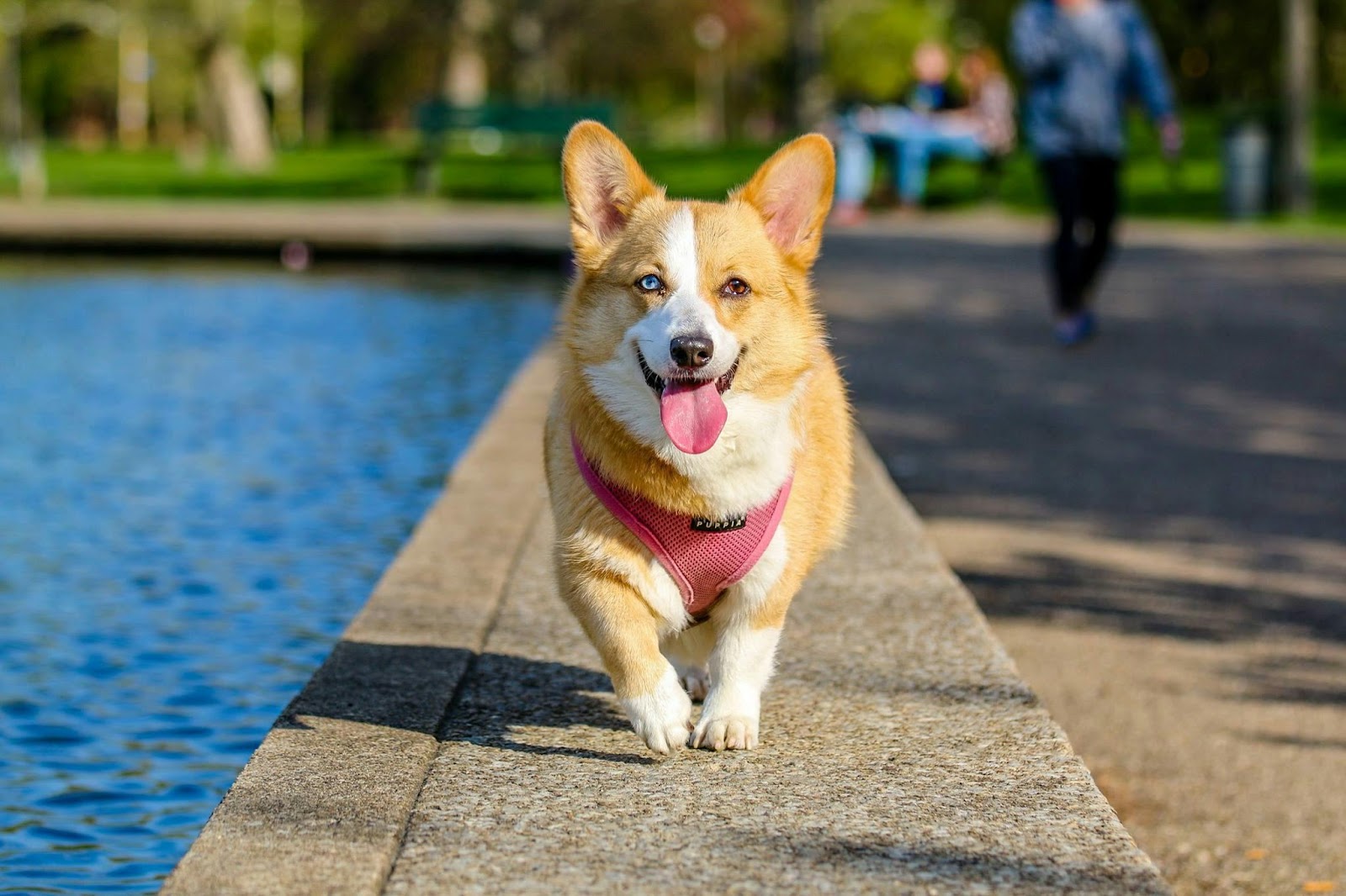 cute corgi smiling