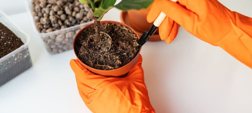 rinvasare piante di cannabis