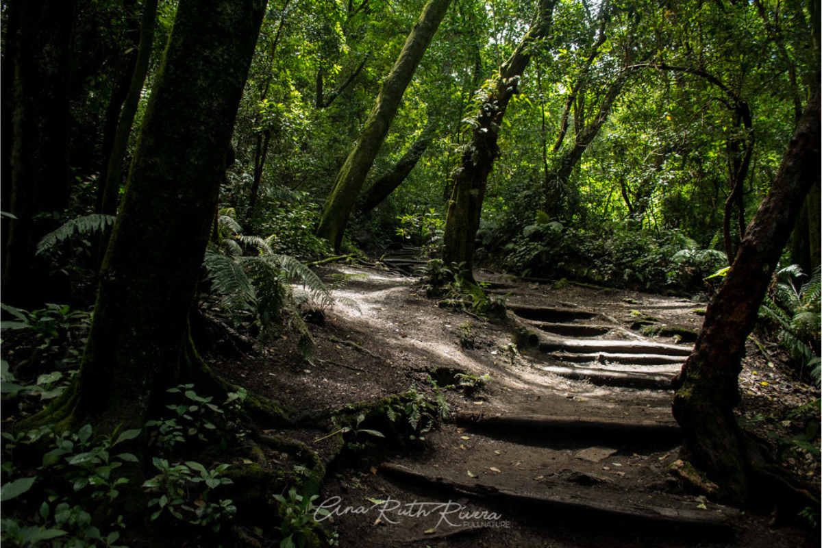 There are so many trees in the Pursia forest and also there are few stairs 