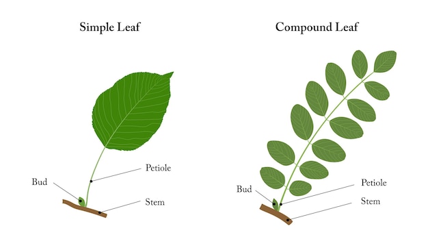 A simple leaf and a compound leaf Labeled diagram | Premium Vector