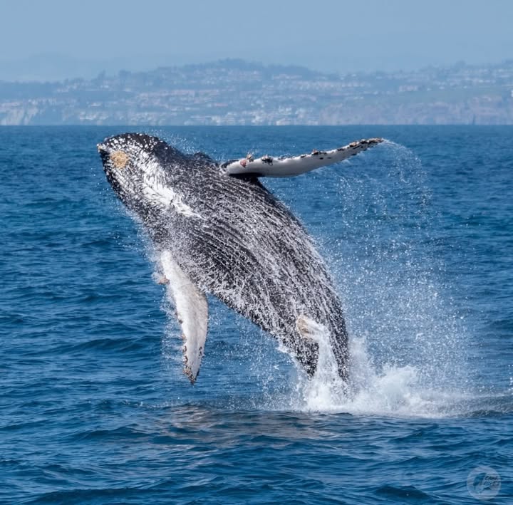 Whale Watching Tour in Dana Point