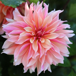 Dahlia Flower