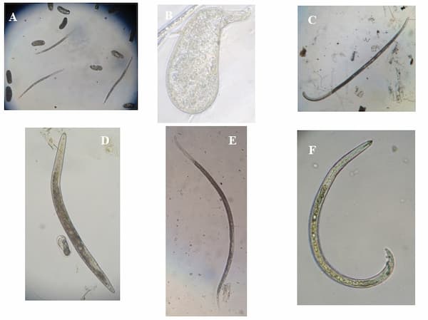 nematoides Meloidogyne e Pratylenchus