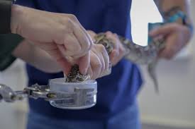 Siliguri: - Snake - Venom - Confiscated - By - The - Police -  Authoritie
