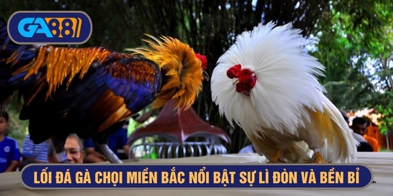 Lối đánh của gà miền Bắc ấn tượng bởi sự lì đòn và bền bỉ