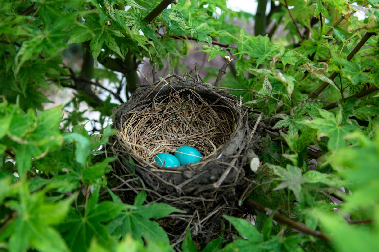 active nest with eggs