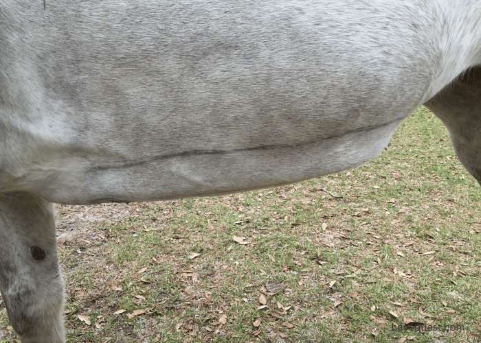 Ventral Edema in Horses