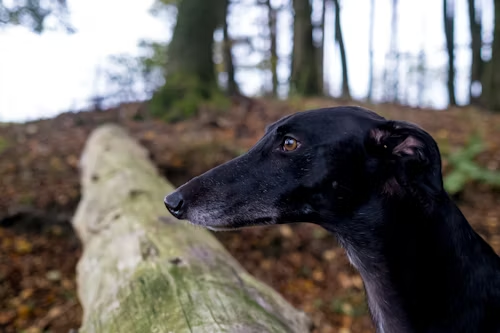 A Greyhound Could Beat a Cheetah in a Long-Distance Race