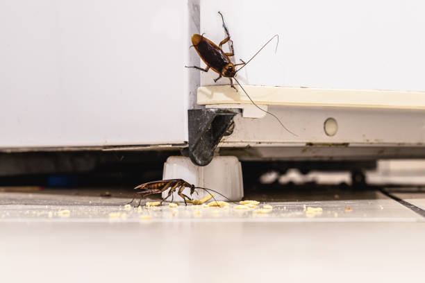 Best Time for Pest Control Services