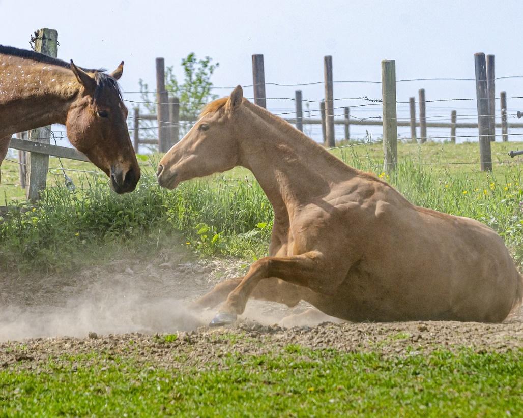 Cavalo, Cavalos, Campo, Poeira, Animais