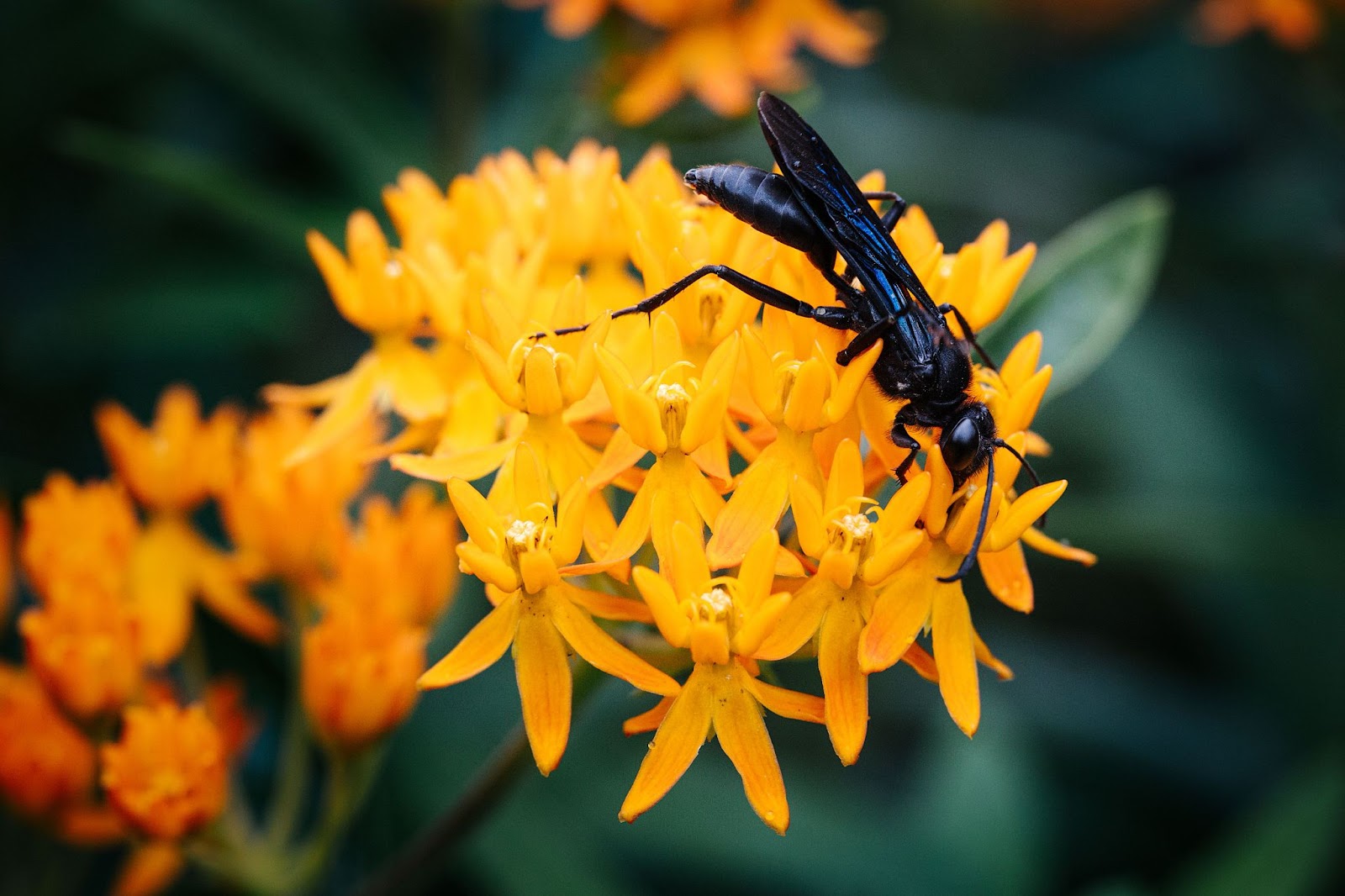 A close-up of a black wasp perched on vibrant flowers.