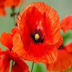 Poppy Flower