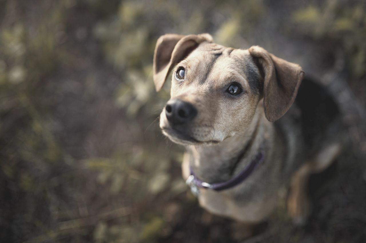 Romanian Rescue Dog