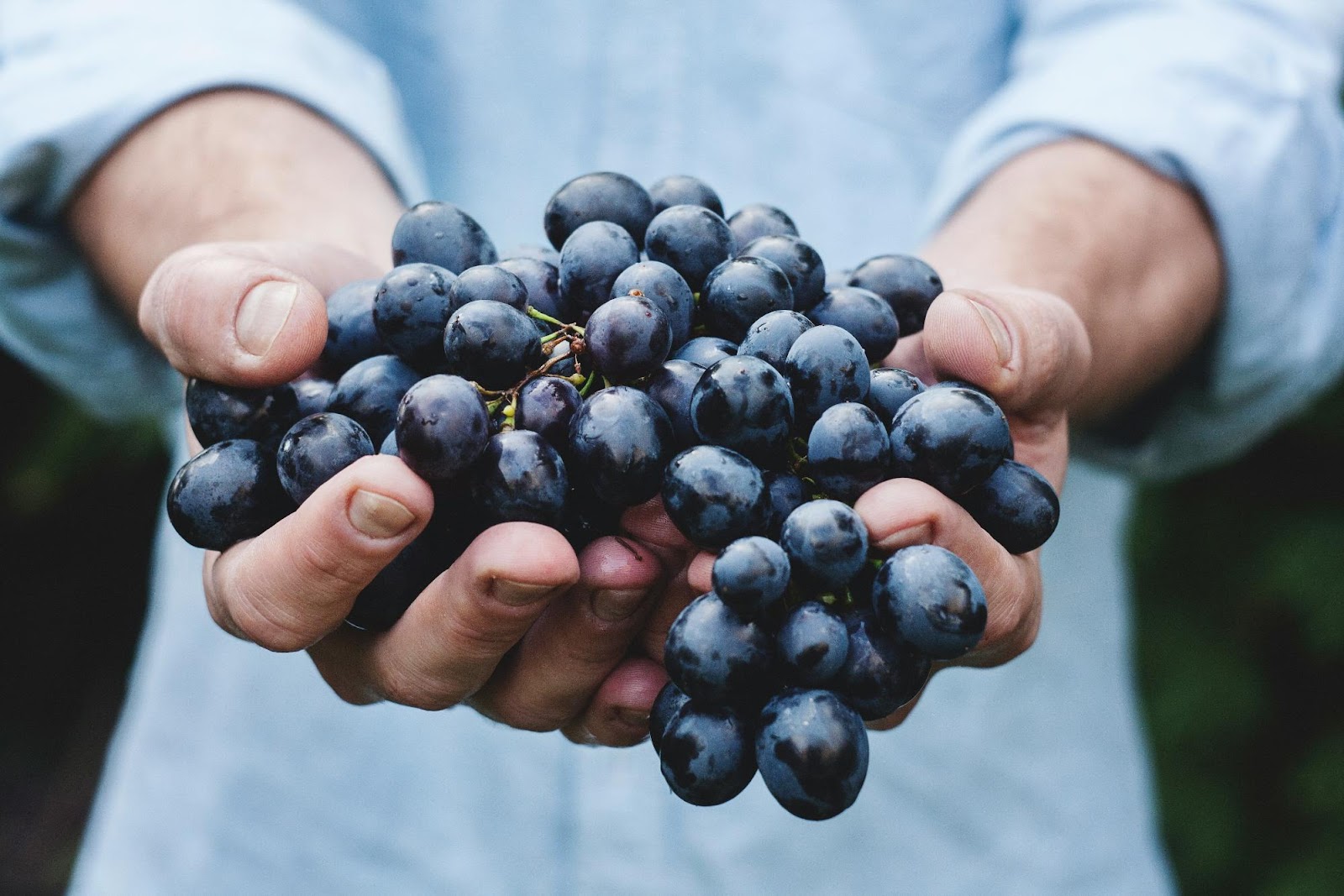 Vegan wine tasting in South Africa