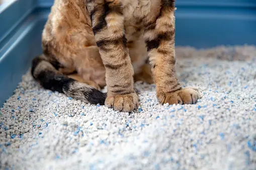 a cat sitting in the litter box
