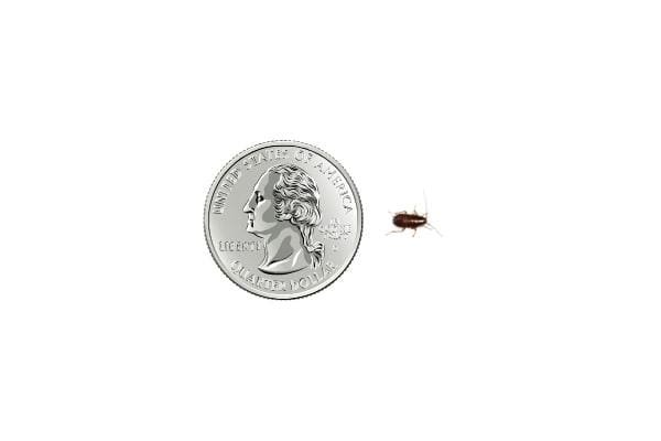 What do baby cockroaches look like discount