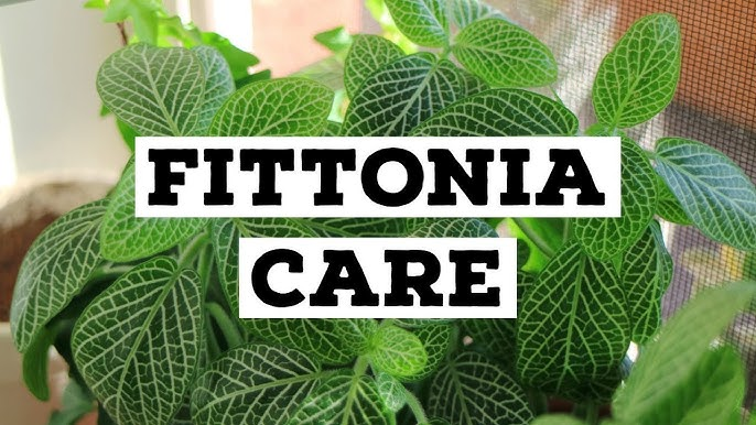 Fittonia Plant Care Guide