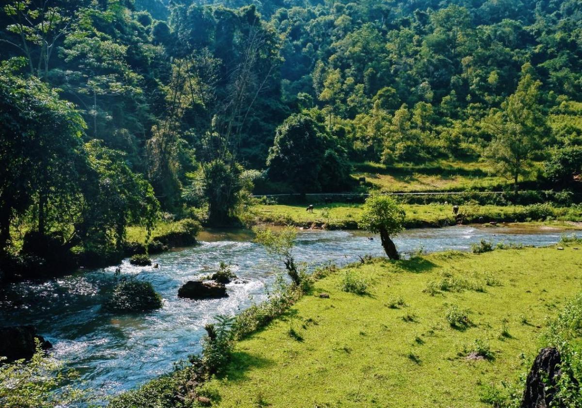 A river running through a forestDescription automatically generated