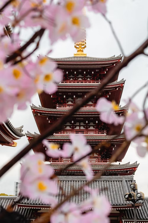 View of Japanese temple from behind Cherry Blossom Tree Leaves