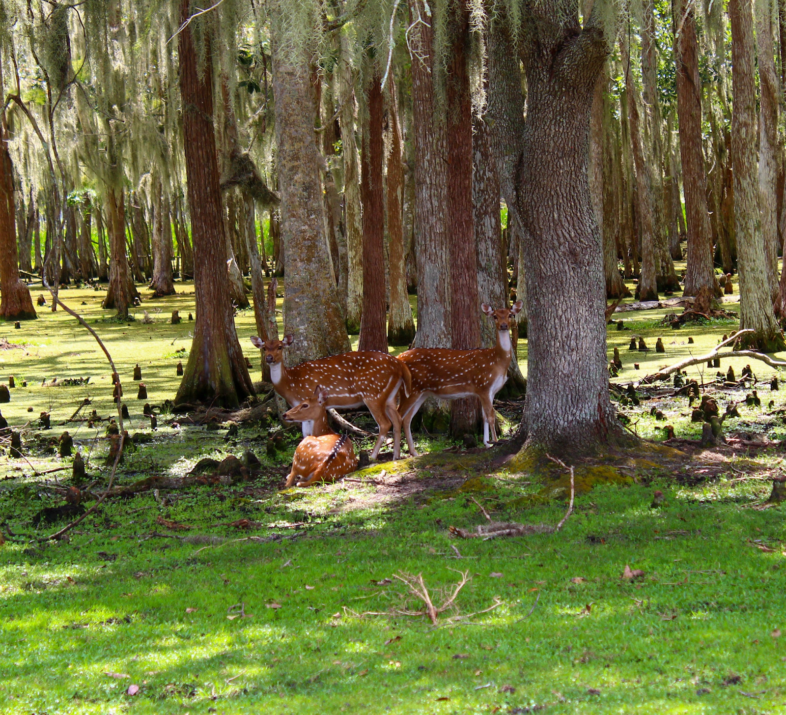 Spotted deer standing and resting beneath tall cypress trees in a swampy forest in Wild Florida’s Drive-thru Safari Park.