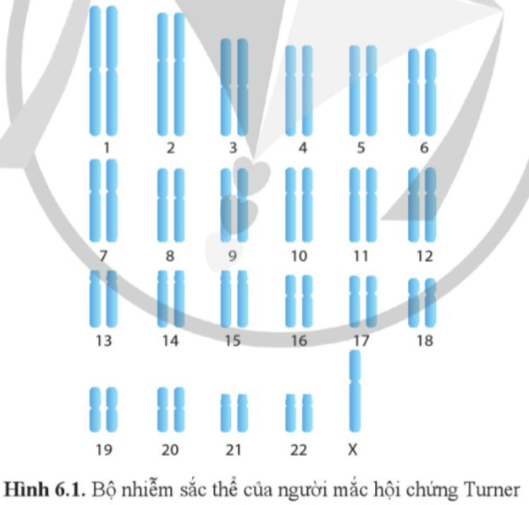 BÀI 6. ĐỘT BIẾN NHIỄM SẮC THỂ