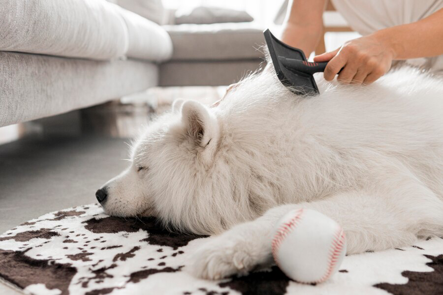 Pet-Friendly House Cleaning Tips for a Fresh and Healthy Home