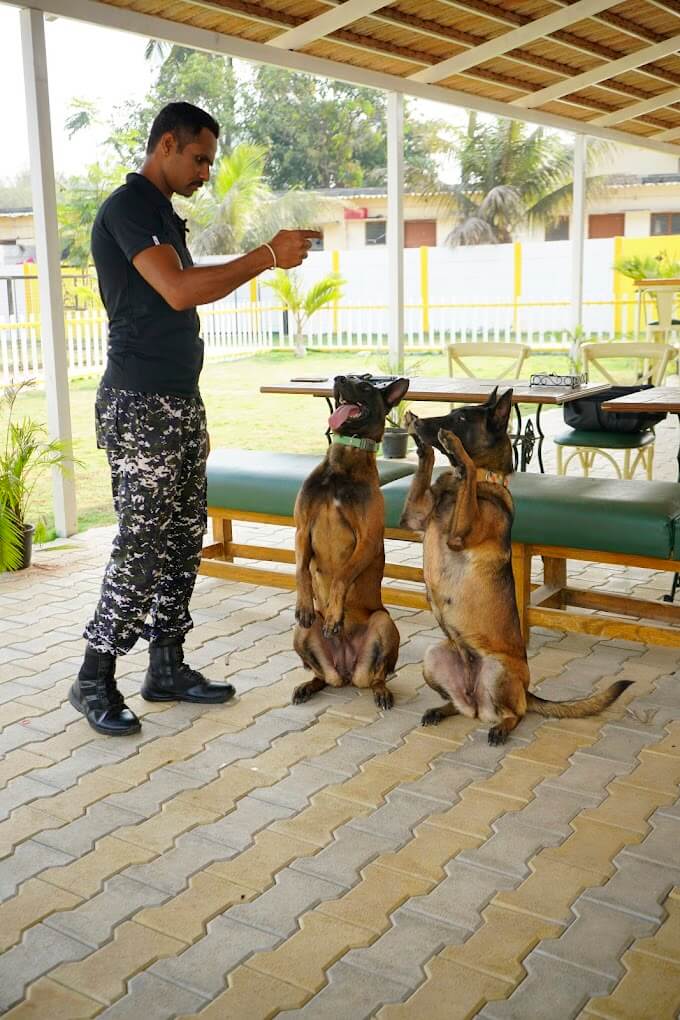 Cheap dog boarding Bangalore near me