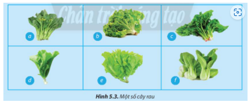 BÀI 5. TRỒNG VÀ CHĂM SÓC CÂY CẢI XANH1. Chuẩn bịCâu 1: Cần thực hiện những công việc gì trước khi tiến hành trồng cây cải xanh?Đáp án chuẩn:- Chọn vùng đất trồng rau.- Hạt giống cải xanh.- Phân bón, nước- Cuốc, xẻng, thùng tưới, gáo tưới nước.Câu 2: Mô tả những đặc điểm để nhận biết cây cải xanh phát triển tốt.Đáp án chuẩn:- Cây xanh không bị sâu, bệnh.- Lá cải nguyên vẹn, đều màu, có màu xanh đậm.Câu 3. Vì sao bao bì thuốc bảo vệ thực vật cần bỏ đúng nơi quy định?Đáp án chuẩn:- Hạn chế gây ô nhiễm môi trường, nguồn nước- Tránh ảnh hưởng đến sự sống động, thực vật- Hạn chế gây ảnh hưởng đến sức khỏe con người.3. Quy trình thực hành3.1 Chuẩn bị đất trồngCâu 4: Quan sát Hình 5.1 và cho biết trường hợp nào đảm bảo an toàn lao động trong khâu chuẩn bị đất trồng? Vì sao ? Đáp án chuẩn:Trường hợp 5.1a đảm bảo khâu chuẩn bị đất trồng. Vì trong đất có chứa nhiều vi khuẩn, đảm bảo môi trường sống cho cây,  cần phải đeo bao tay khi chuẩn bị đất.3.4. Chăm sóc câyCâu 5: Quan sát hình 5.2 và cho biết trường hợp nào đảm bảo an toàn lao động trong chăm sóc cây trồng. Vì sao?Đáp án chuẩn:Trong trường hợp 5.2b, để đảm bảo an toàn lao động khi chăm sóc cây trồng, cần mặc áo bảo hộ, đeo khẩu trang, bao tay và đội mũ để bảo vệ bản thân tránh tiếp xúc trực tiếp với thuốc bảo vệ cây trồng độc hại.Luyện tậpCâu 1: Quan sát Hình 5.3 và cho biết cây nào là cây cải xanh đã đực hướng dẫn trồng ở trên. Các cây trong hình còn lại có tên là gì? Theo em, cách trồng những cây cải này có giống cách trồng cải xanh không?Đáp án chuẩn:- Cây cải xanh được hướng dẫn trồng ở trên là hình d.- Các cây còn lại trong hình là:a. Cải ngồngb. Xà lách xoănc. Cải bó xôie. Xà láchf. Cải thìa ( cải chip)Theo em, cách trồng những cây cải này giống cách trồng cải xanh. Vì đó đều là các loại rau xanh ăn láCâu 2: Theo em, quy trình trồng cải xanh vừa học đã áp dụng các biện pháp trồng trọt hữu cơ như thế nào?Đáp án chuẩn:- Không sử dụng thuốc trừ sâu, thuốc diệt cỏ độc hại.- Không sử dụng phân bón hóa học.- Không sử dụng chất kích thích phát triển.=> Mang tới nguồn rau sạch, an toàn chất lượng cho người tiêu dùng.Vận dụng