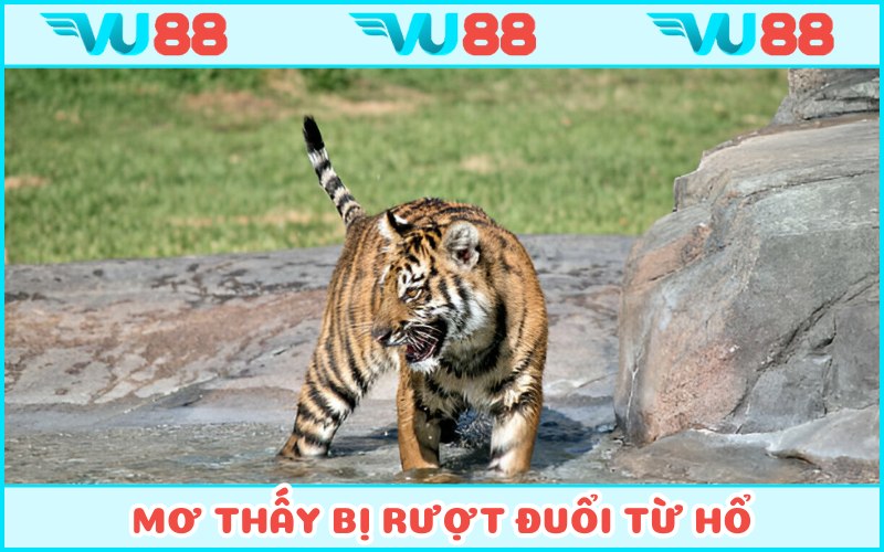 Mơ thấy bị rượt đuổi ở cọp