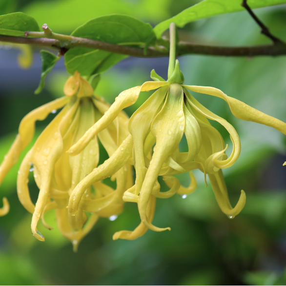 Ylang Ylang plant