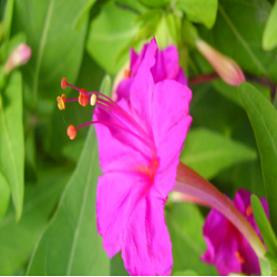 Mirabilis Jalapa Formula