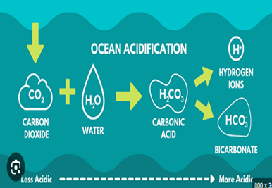 Debate Over Ocean Acidification