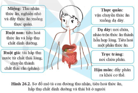 BÀI 26. TRAO ĐỔI NƯỚC VÀ CÁC CHẤT DINH DƯỠNG Ở ĐỘNG VẬTMỞ ĐẦUCâu hỏi: Thực vật có thể tự tổng hợp chất hữu cơ bằng cách quang hợp khi có ánh sáng. Động vật không thể tự tổng hợp chất hữu cơ thư thực vật mà phải lấy chất hữu cơ có sẵn trong thức ăn làm nguyên liệu tổng hợp cần thiết cho cơ thể. Kể tên các loại thức ăn của những động vật sau: gà, ong mật, chó, muỗi anophen, ếch, trâu, giun đất... Động vật thu nhận nước bằng cách nào?Đáp án chuẩn:Các loại thức ăn của những động vật:Gà: Thóc, cám, giun đất,...Ong mật: Mật hoa.Chó: Cơm, cá, xương,...Muỗi anophen: ấu trùng,...Trâu: cỏ, cám, rau xanh,...Động vật thu nhận nước và chất dinh dưỡng thông qua thức ăn, nước uống.I. QUÁ TRÌNH TRAO ĐỔI NƯỚC Ở ĐỘNG VẬTCâu 1: Động vật có nhu cầu nước như thế nào?Đáp án chuẩn:Phụ thuộc vào loài, kích thước cơ thể, độ tuổi, thức ăn, nhiệt độ của môi trường.Câu 2: Từ thông tin trong bảng 26.1 nhận xét về nhu cầu nước ở một số động vật. Tại sao nhu cầu nước lại khác nhau giữa các động vật và ở các nhiệt độ khác nhau?Đáp án chuẩn:Vì mỗi loài có cấu tạo, hoạt động sinh lí và sống trong các điều kiện môi trường khác nhau.Câu 3: Điều gì sẽ xảy ra nếu mỗi ngày chỉ cung cấp cho bò lấy sữa lượng nước như bò lấy thịt?Đáp án chuẩn:Nếu như cung cấp lượng nước cho bò lấy sữa giống bò lấy thịt thì lượng sữa thu được sẽ bị ảnh hưởng.Vận dụng 1Câu hỏi: Nêu các biện pháp đảm bảo đủ nước cho cơ thể mỗi ngàyĐáp án chuẩn:Uống đủ nước mỗi ngày, xây dựng chế độ ăn hợp lý.Vận dụng 2Câu hỏi: Trong trường hợp nào phải truyền nước cho cơ thể?Đáp án chuẩn:Khi cơ thể bị mất nước nghiêm trọng, mất nước do sốt cao, tiêu chảy,...Câu 4: Quan sát hình 26.1, mô tả con đường trao đổi nước ở ngườiĐáp án chuẩn:Lượng nước được đưa vào cơ thể thông qua thức ăn, nước uống → sử dụng cho các hoạt động sống → thải ra ngoài thông qua hơi thở, bốc hơi qua da, mồ hôi, nước tiểu, nước trong phân.Vận dụng 3Câu hỏi: Ở người, ra mồ hôi có ý nghĩa gì với cơ thể?Đáp án chuẩn:Giúp cân bằng nhiệt độ và loại bỏ độc tố ra khỏi cơ thể.Vận dụng 4Câu hỏi: Vì sao chúng ta cần uống nhiều nước hơn khi trời nóng hoặc khi vận động mạnh?Đáp án chuẩn:Vì lúc đó thường ra nhiều mồ hôi để điều hòa nhiệt độ cơ thể → mất nước → cần bổ sung thêm nước.II. DINH DƯỠNG Ở ĐỘNG VẬTCâu 5: Cho biết nhu cầu dinh dưỡng là gì ? Nhu cầu dinh dưỡng phụ thuộc vào yếu tố nào?Đáp án chuẩn:- Là thức ăn mà động vật cần thu nhận vào hằng ngày để xây dựng cơ thể và duy trì sự sống.- Phụ thuộc vào mỗi loại, độ tuổi, giai đoạn phát triển và cường độ hoạt động của cơ thể, thời tiết, nhiệt độ, mùa,...Vận dụng 5Câu hỏi: Calcium là nguyên liệu chủ yếu hình thành nên vỏ cứng của trứng ở gia cầm. Nếu chế độ ăn thiếu calcium có thể ảnh hưởng gì đến đẻ trứng của gia cầmĐáp án chuẩn:Làm vỏ trứng bị mềm, ảnh hưởng đến chất lượng trứng.Câu 6: Quan sát hình 26.2, mô tả con đường thu nhận và tiêu hoá thức ăn, hấp thụ chất dinh dưỡng và thải bã ở người.Đáp án chuẩn:Miệng thu nhận thức ăn, nghiền nhỏ → thực quản → dạ dày → nhào trộn thành hỗn hợp lỏng và tiêu hoá một phần → ruột non → hấp thụ chất dinh dưỡng → ruột già → tái hấp thu lại nước và chuyển thành chất thải rắn → trực tràng và hậu môn → thải ra ngoài.Tìm hiểu thêm: Thỏ ăn cỏ xanh non và hoa màu nhưng đôi khi cũng ăn luôn cả phân của nó thải ra trong đêm. Tại sao?Đáp án chuẩn:Ban ngày sau khi thỏ ăn một lượng lớn cỏ tươi non, xuất hiện dinh dưỡng quá thừa và dạ dày của chúng rất nhỏ. Còn buổi tối do thiếu cỏ, ăn ít, lượng dinh dưỡng giảm, nên chúng ăn lại phân trong đêm để hấp thu các chất dinh dưỡng của thức ăn còn trong phân.Câu hỏi 1: Quan sát hình 26.3, phân biệt các giai đoạn: thu nhận, tiêu hóa thức ăn, hấp thụ chất dinh dưỡng và thải bã ở người. Đáp án chuẩn:Thu nhận: Miệng thu nhận, nghiền nhỏ và đẩy thức ăn xuống thực quản.Tiêu hóa thức ăn: nhào trộn thức ăn thành hỗn hợp lỏng và tiêu hoá.Hấp thụ chất dinh dưỡng: các chất dinh dưỡng được hấp thụ vào mạch máu và hệ bạch huyết (lipit).Thải bã: phần bã đi qua ruột già tiếp tục được tái hấp thu và chuyển thành chất thải rắn → trực tràng và hậu môn.Câu 7: Thức ăn đã tiêu hoá (chất dinh dưỡng) đi đến các bộ phận khác nhau của cơ thể theo những con đường nào?Đáp án chuẩn:Nhờ hệ tuần hoàn.Câu hỏi 2: Mô tả con đường vận chuyển các chất thông qua hệ tuần hoàn ở cơ thể người.Đáp án chuẩn:- Vòng tuần hoàn lớn vận chuyển máu mang chất dinh dưỡng và O2 từ tâm thất trái theo động mạch tới các cơ quan của cơ thể để trao đổi chất. Các chất thải theo máu tới các cơ quan bài tiết rồi thải ra ngoài, CO2 theo tĩnh mạch đổ vào tâm nhĩ phải.- Vòng tuần hoàn nhỏ vận chuyển máu mang CO2 từ tâm thất phải theo động mạch phổi đi tới phổi → trao đổi khí, máu giàu O2 theo tĩnh mạch phổi đổ vào tâm nhĩ trái.III. VẬN DỤNG TRAO ĐỔI CHẤT VÀ CHUYỂN HOÁ NĂNG LƯỢNG VÀO THỰC TIỄNCâu 8: Vì sao cần xây dựng chế độ dinh dưỡng đủ chất, đủ lượng?Đáp án chuẩn:Vì  sẽ cung cấp đầy đủ năng lượng theo nhu cầu dinh dưỡng của cơ thể, giúp cơ thể có đủ năng lượng hoạt động và phát triển.Câu 9: Vì sao ta cần phải phối hợp ăn nhiều loại thức ăn?Đáp án chuẩn:Vì nếu ăn một loại thức ăn thường xuyên sẽ bị thừa chất, ảnh hưởng xấu đến sức khoẻ. Câu hỏi 3: Kể tên các loại thực phẩm chứa nhiều đạm, chất béo, vitaminĐáp án chuẩn:Chứa đạm: thịt, cá, trứng, sữa, đậu nành,…Chứa chất béo: mỡ động vật, bơ, lạc, đậu phộng,…Chứa vitamin: rau xanh, hoa quả tươi,…Vận dụng 6Câu hỏi: Thiết kế một bữa ăn đủ chất, đủ lượng cho gia đình em.Đáp án chuẩn:Cơm, cá thu chiên mắm ngọt, canh bầu, cam tráng miệng.Câu 10: Kể tên một số bệnh do thiếu dinh dưỡng mà em biết. Nêu biện pháp phòng tránh các bệnh đó.Đáp án chuẩn:Bệnh: suy dinh dưỡng, còi xương, bướu cổ,...Biện pháp: Phối hợp chế độ dinh dưỡng hợp lý kết hợp với chế độ nghỉ ngơi và vận động cơ thể phù hợp.Câu 11: Vì sao rèn luyện thể thao và lao động kết hợp với dinh dưỡng phù hợp thì có thể phòng tránh một số bệnh do dinh dưỡng không hợp lý?Đáp án chuẩn:Vì tập thể dục thể thao là một biện pháp hiệu quả giúp tăng cường khả năng trao đổi chất và chuyển hóa các chất trong cơ thể.Câu 12: Thế nào là thực phẩm sạch và an toàn? Làm thế nào để thực hiện vệ sinh an toàn thực phẩm.Đáp án chuẩn:- Là những thực phẩm tươi, sống, không chất bảo quản, có lợi cho sức khoẻ- Vệ sinh an toàn thực phẩm: Rửa sạch, ngâm nước muối rau củ quả trước khi ăn, ăn chín uống sôi, rửa tay trước khi ăn và sau khi đi vệ sinh.Câu hỏi 4: Nêu một số bệnh lí do chế độ dinh dưỡng, vệ sinh ăn uống chưa hợp lí ở địa phương em và biện pháp phòng, tránh theo gợi ý bảng 26.2Đáp án chuẩn:Tên bệnhBiện pháp phòng tránhSuy dinh dưỡngXây dựng chế độ ăn hợp lí.Béo phìGiảm lượng tinh bột và chất béo trong khẩu phần ăn, không ăn đồ chiên rán.Tiêu chảy Đảm bảo vệ sinh an toàn thực phẩm, tránh sử dụng thực phẩm không rõ nguồn gốc.Chậm phát triển tư duyUống nhiều sữa và các thực phẩm hỗ trợ phát triển trí não.Vận dụng 7